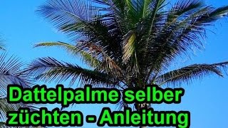 Dattelpalme aus Kern züchten  Dattelpalmen aus Dattel selber ziehen – Anleitung Palme pflanzen [upl. by Comstock738]