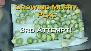 Growing Marrow Fat Peas  Mushy Peas [upl. by Piscatelli488]