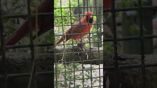 Cardinal Singing With Bonus Spoonbill [upl. by Lyckman]