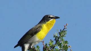 Yellowbreasted Chat Icteria virens Chattering Calling Singing Rattlesnake Springs NM [upl. by Klemm]