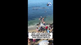 Sea lion charges toward people on San Diego beach [upl. by Suicul]