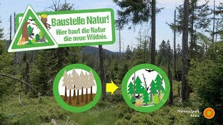 Baustelle Natur im Nationalpark Harz [upl. by Nairrad]