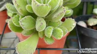 Cotyledon Tomentosa  Pata deurso [upl. by Akilat]