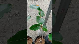 🌿 See Comment  Growing Grafted Duhat or Java Plum in the Backyard [upl. by Heron]