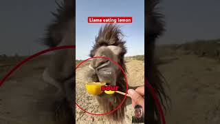 Llama eating lemonviralvideo [upl. by Alecram]