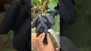 Enjoy Beautiful Chinese Home 🏡 Garden European Grape How To Cutting European Grape 🍇 [upl. by Oirevas]