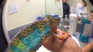 Panther Chameleon Changing Colors Quickly [upl. by Thanh]