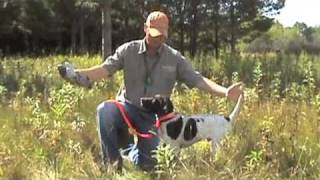 Free Hunting Dog Training Videos  Willow Creek Kennels  Positive Reinforcement Training [upl. by Laehcor475]