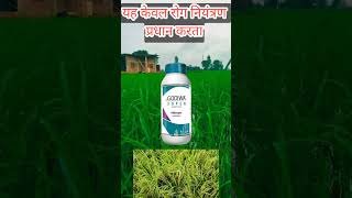 Dhanuka Godiwa Super Azoxystrobin 182 ww  Difenoconazole 114 ww SC Fungicide 🌾🌾🌾🌿 [upl. by Oicnanev]