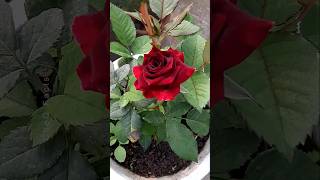 How to Grow Roses Plant at Home 🌹 💐 Propagation of Roses plants shorts flowers [upl. by Starbuck83]