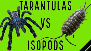 Tarantulas VS Isopods in Bioactive Enclosures w Aquarimax Pets [upl. by Ten]