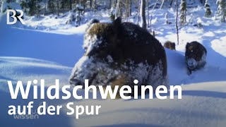 Wildschweine im Wald verfolgen Mit GPS gegen die Schweinepest  Gut zu wissen  BR [upl. by Ilowell266]