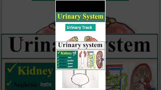 urinary system  excretory system  renal trending trendingshorts viralvideo shorts short [upl. by Nywles]