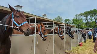 Beautiful Horses For Sale😍 I Wish I Could Take Them All Home 🤗 [upl. by Cirda]