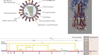 Virology 2013 Lecture 11  Assembly [upl. by Lieno]