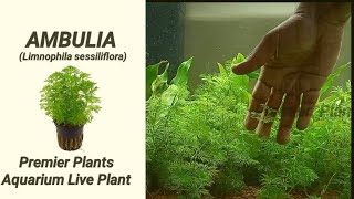 Ambulia plant care  Limnophila sessiliflora aquarium plant care with English Subtitle [upl. by Lyris619]