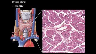 Thyroid and Parathyroid Glands [upl. by Eellac139]