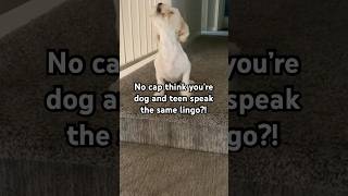 No Cap Your dog and teen speak the same language dogslife funnypets funny dogs barkingsounds [upl. by Loram]