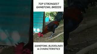 Top Gamefowl of the year 2024 short gamefowl rooster [upl. by Hammel]