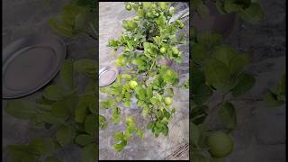 Itne chhote podhe me itne sare nibuharvestinglemonvegetablesorganicgardeninggardenytshorts [upl. by Asillam]