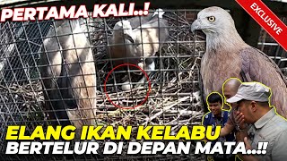 SATU2NYA DI INDONESIA ELANG IKAN KEPALA KELABU BERTELUR DI PENANGKARAN MERINDINGGG [upl. by Iba]