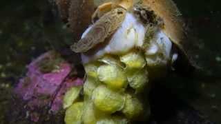 Common Whelk Buccinum undatum laying eggs [upl. by Alfonse]