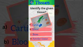 Tissues Part 5 Animal tissues  Class 9 Science  Connective tissue  shorts [upl. by Amarette]