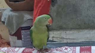 Mitthu ki Man Marzi  HUSTLE PARROT 🦜 [upl. by Higley]