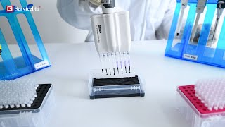 Test of low retention pipette tips Gilson Multichannel pipettes [upl. by Reiter]