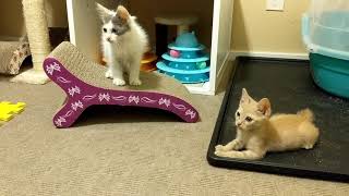 Japanese Bobtail Kittens  Finally out in the big room [upl. by Wake973]