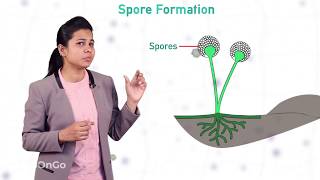 How do Organisms Reproduce  7  Types of Asexual Reproduction  Spore Formation  CBSE Class 10 [upl. by Phail]