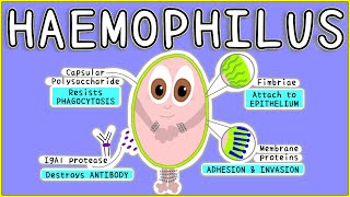 Haemophilus Microbiology Morphology Pathogenesis Diagnosis Treatment [upl. by Yerocaj]