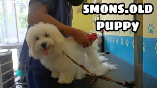 First Grooming 5mons old Maltese Puppy [upl. by Agueda960]