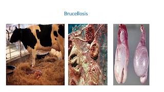 Lecture on some bacterial diseasesBrucellosis Vibriosis Salmonellosis Colibacillosis [upl. by Acnoib]