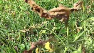 Fusarium wilt killed my tomato plant [upl. by Murdock379]