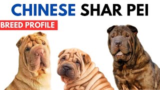 Chinese Shar Pei Breed Profile History  Price  Traits  Chinese Shar Pei Grooming Needs  Lifespan [upl. by Henning603]