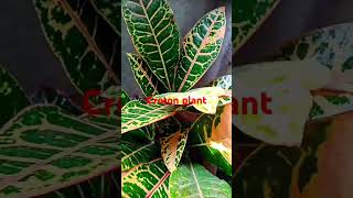 Croton plant care and tips garden houseplants houseplant gardeningplants [upl. by Eivi]