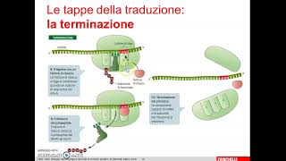 3 Traduzione o sintesi proteica [upl. by Yeroc302]