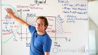 Iltgæld og iltdeficit Glykolyse og respiration [upl. by Etam]
