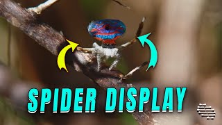 Peacock Spider Displays for Potential Mate Maratus Gemmifer [upl. by Edyth]