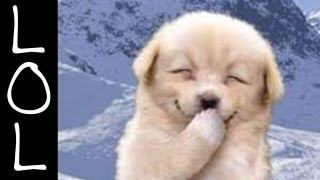 Funny Dogs  Worlds Funniest Dog Video Ever [upl. by Ellecrag599]