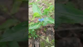 ফুলের নাম কানছেড়া কানচেড়াকানচুরাকানাইয়া বৈজ্ঞানিক নাম Commelina benghalensis [upl. by Linetta46]