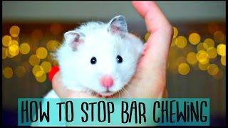 HOW TO STOP HAMSTER BAR CHEWING 🐹 [upl. by Romilda]