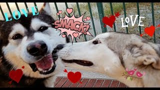 Malamute Meets Luna A HuskyWolf Cross [upl. by Meryl]