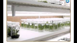 Tissue culture lab [upl. by Yllime]