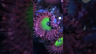 Chucky’s Bride zoanthids time lapse youtubeshorts coral ocean [upl. by Hpsoj]