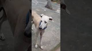 veetla Thandama irukuran trending funny doganimallover shortsvideo [upl. by Myer]