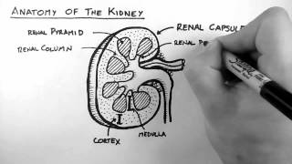 Renal Anatomy 1  Kidney [upl. by Cynarra]