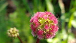 Sanguisorba minor medicinal herb [upl. by Rock421]