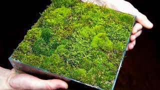 Making a Moss Garden from Scratch Satisfying amp Relaxing [upl. by Shabbir]